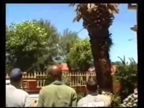 Boere pulls down palm tree !