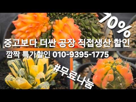 우암도예 장미축제 득탬 #깜짝#무료나눔 7월13일 월요일오전9시 #선착순#감사이벤트 #깜짝할인#묵은다육#다육화분#화분 #다육식물#분갈이흙#야생화 010-9395-1775
