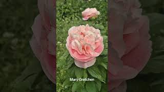 #піон#півонії#marugrethen# сайт для замовлення// http: iris-day.com.ua//