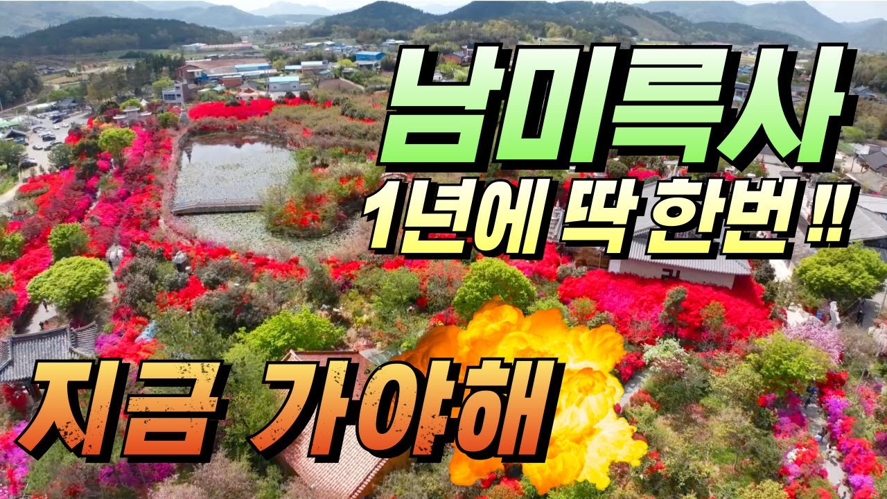 25년 4월 21(월) 촬영!! 봄꽃 향연의 절정, 강진 남미륵사에서 만난 서부해당화와 철쭉의 천상정원  #강진남미륵사, #서부해당화명소, #전라도봄꽃여행,