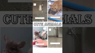 3Cute Animals Funny Video Trending Shorts