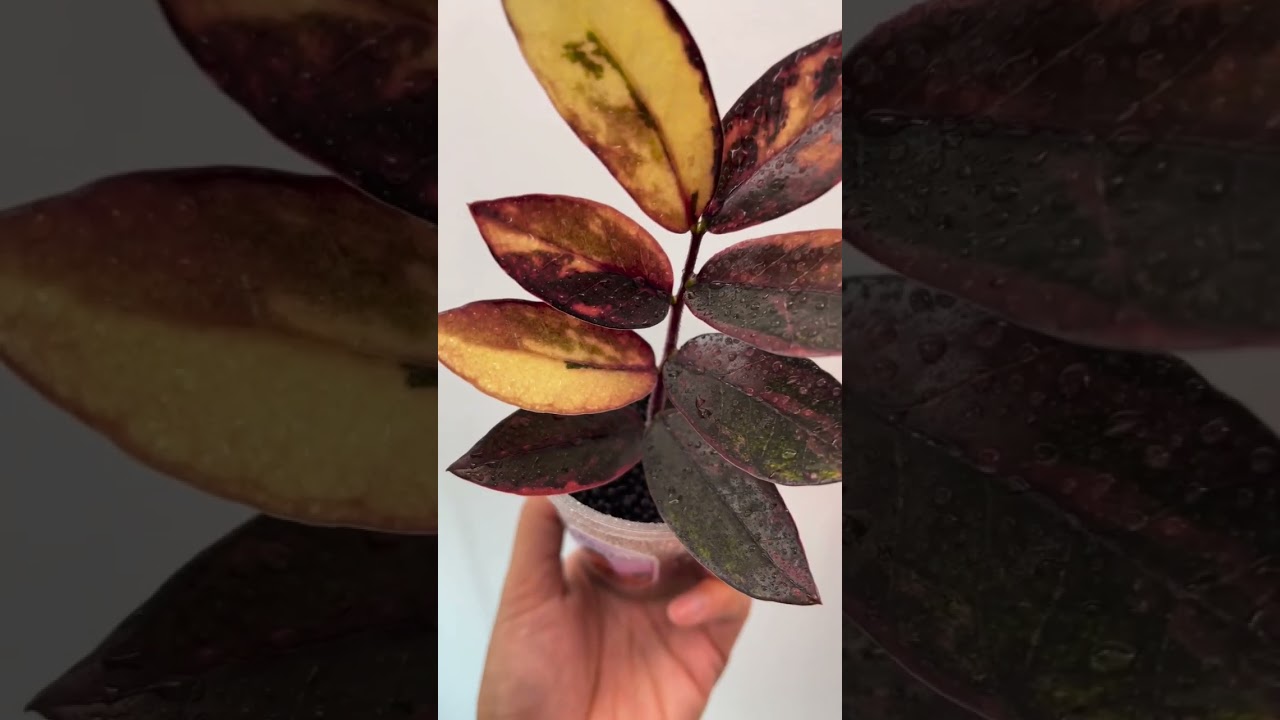 ZZ Plant Series - ZZ Raven Pink Variegated I PlantFactory - YouTube