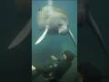 This "Mermaid" Has Survived 45 Million Years