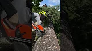 Husqvarna 592Xp🔥 В Деле 🔥 #Cuttingtrees #Arboristlife #Chainsawman #Tree #Husqvarna #Arboristika