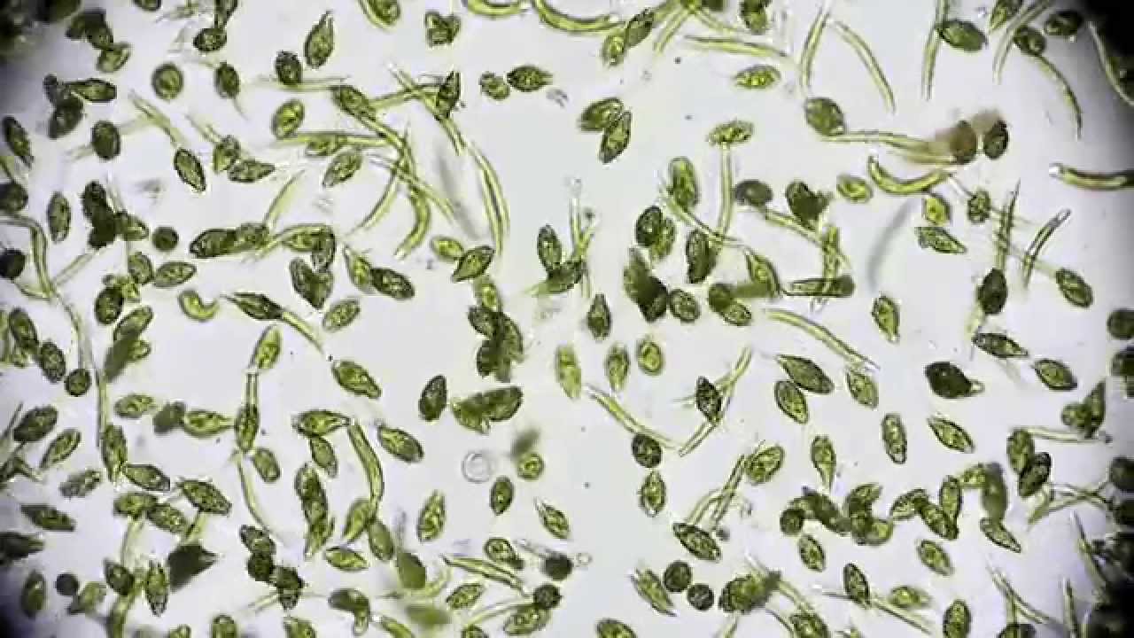 🔬 Leben im Teich life under