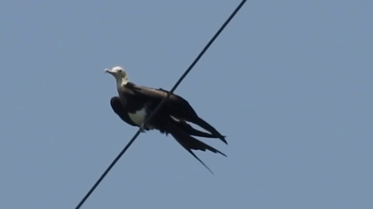 1070612關渡白斑軍艦鳥（Fregata ariel ariel）亞成