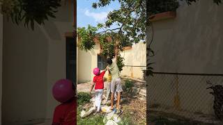 mango theft by children see the end#entertainment #mango #vlogs #video