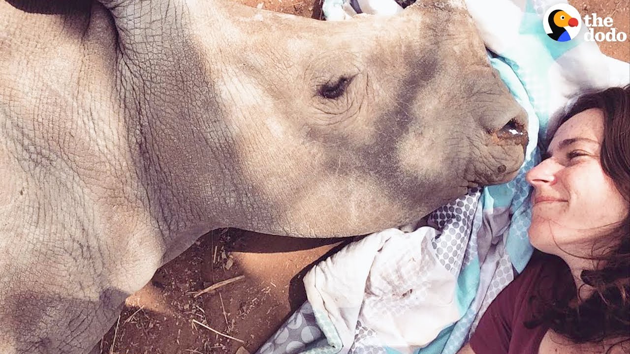 rescue dogs rock nyc Baby Rhino Loses Her Mom And Finds The Sweetest New Friend | The Dodo