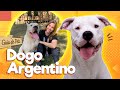Dogo Argentino: os gigantes de guarda | Guia de Pets