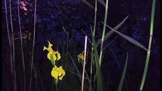 Estonian Nature Sounds At Night