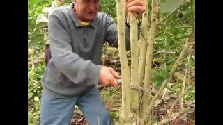 Yerba Mate Farming: manual harvesting with Darci