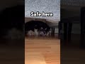 Safe Here 😴🐾 Bambi the Finnish Lapphund Falls Asleep #dog #puppy #dogshorts #pets #trending #cute
