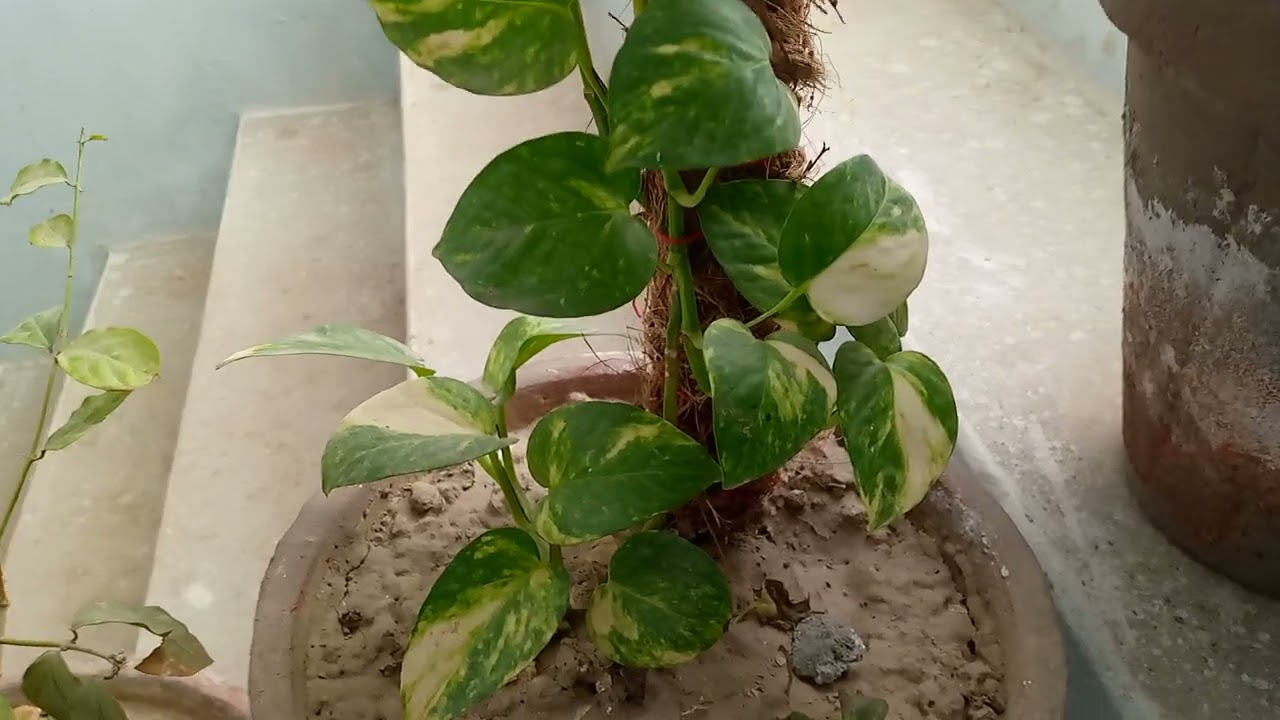 money plant growth season and summer care/money plant summer care/abbas gardening