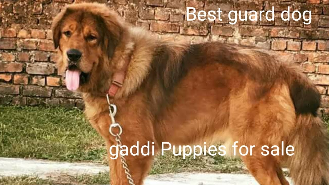 gaddi dog puppy for sale