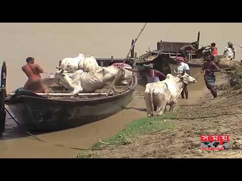 ভিডিও: গরুটি কোথা থেকে এসেছে?