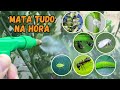 INSETICIDA CASEIRO PARA PLANTAS USANDO SÓ 1 INGREDIENTE-MATA TUDO-PULGÃO, COCHONILHA…