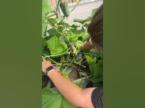 Огурец Ребята-пикулята #сад #дача #огород #семенаалтая - YouTube
