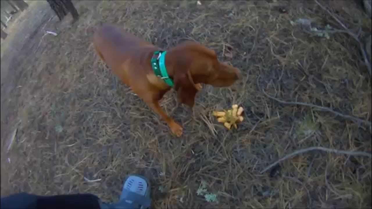 Dog Puking Puking up Dogs ) YouTube