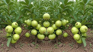 LIVE🔴 🌿 How to Grow Guava Trees from Cuttings – Step-by-Step Guide
