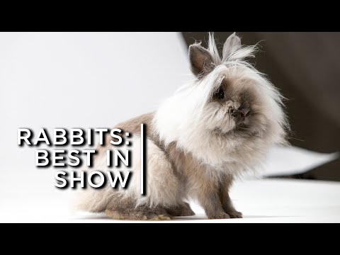 17,000 rabbits vie for the top spot of "Best in Show"