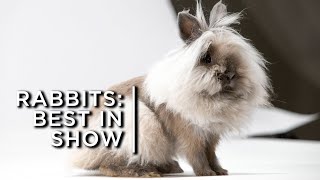 17,000 rabbits vie for the top spot of 'Best in Show'