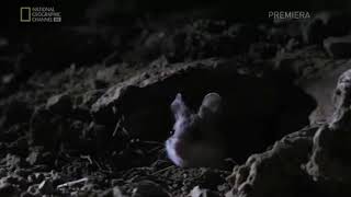 Mouse screaming meme