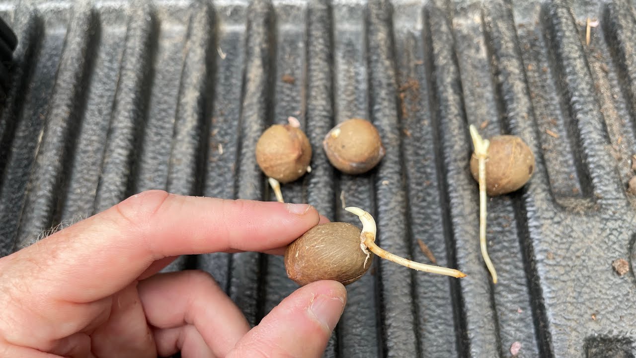 Jubaea Chilensis (Chilean Wine Palm) Seeds are Germinating!