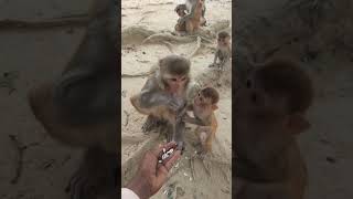 Cute Monkey Bonder Video