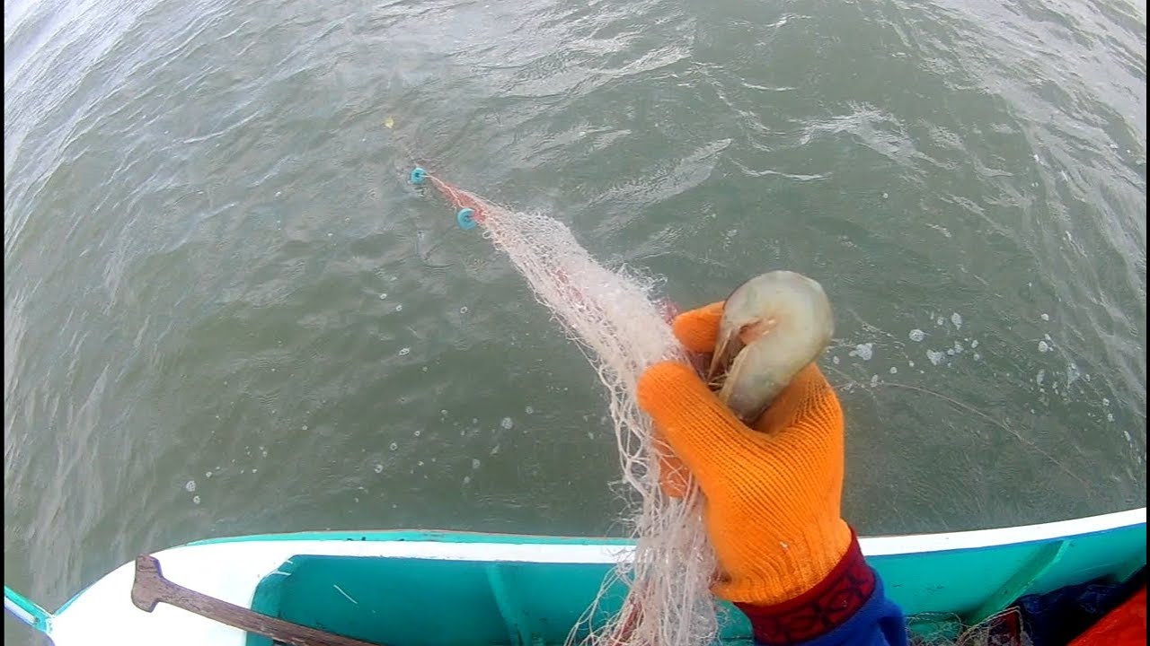 Menjaring udang di laut - YouTube