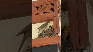 Burung ini bersarang di rumah