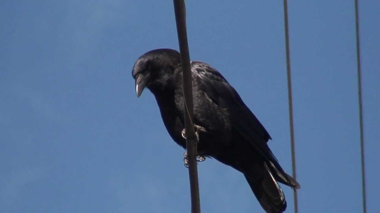 Crow On Powerline YouTube crow-on-powerline-youtube