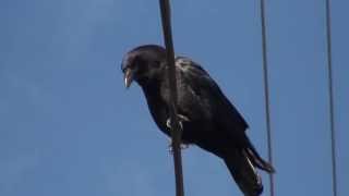 Crow On Powerline