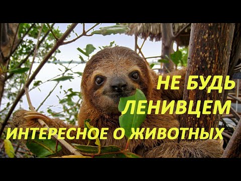 Интересные факты о животных нашей планеты. Удивительный мир!
