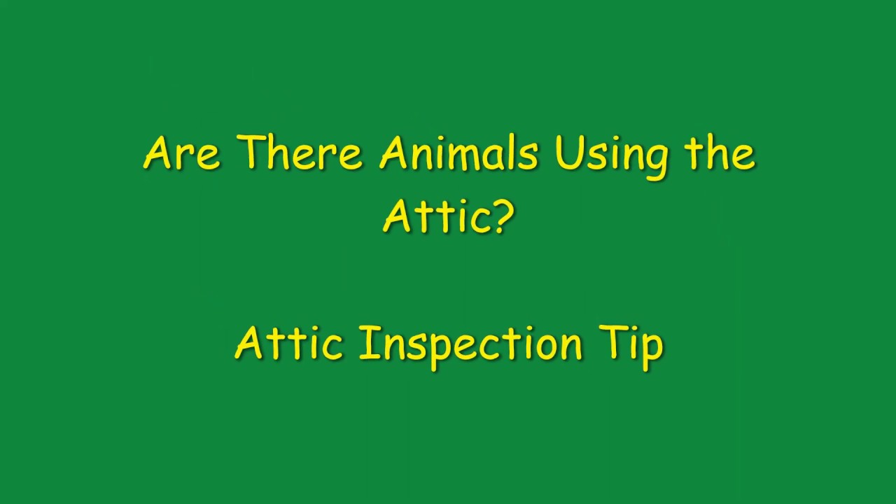 Are There Squirrels in the Attic?: An Attic Inspection Tip