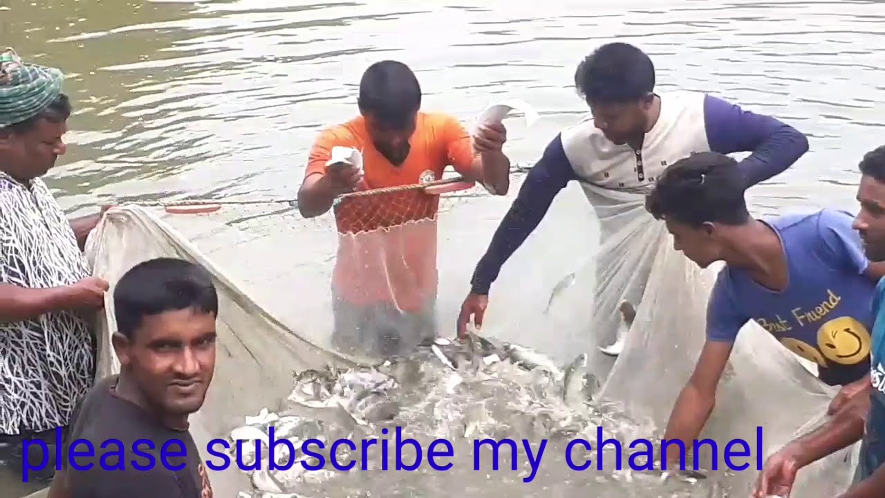 Unique fishing, traditional Fishing BD, by net in a group