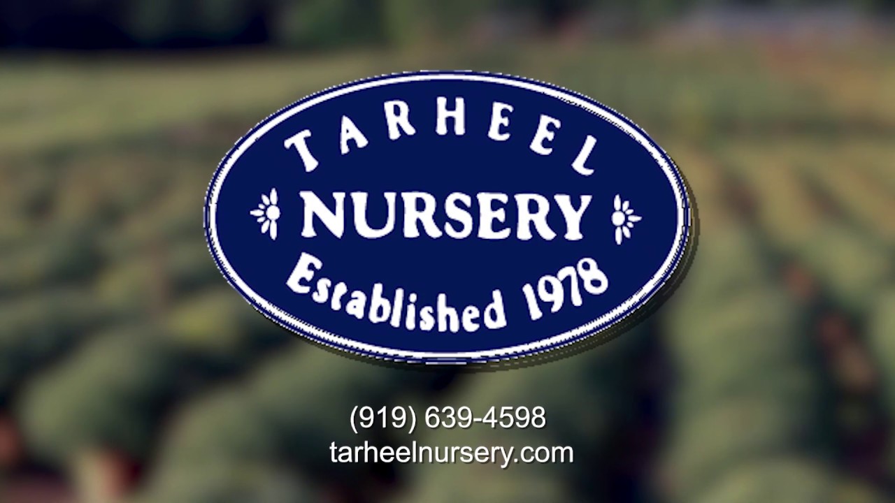 Nursery in Angier NC, Tarheel Nursery! YouTube