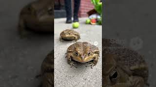 Download Lagu EVERYBODY THAT I TOUCH 👋🏾 TURNS INTO A TOAD 🐸 😳😱 MP3