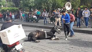 La caída de el jinete en Jerez,  pobre caballo! Domingueando en Jerez, Zacatecas. 28 de marzo 2021