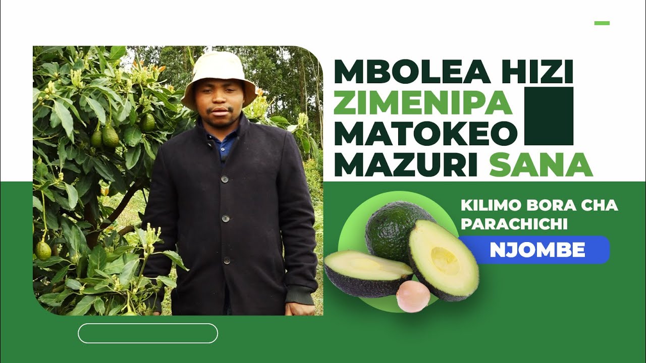 MBOLEA HIZIZIMENIPA MATOKEO MAZURI SANA  - MKULIMA WA PARACHICHI NJOMBE