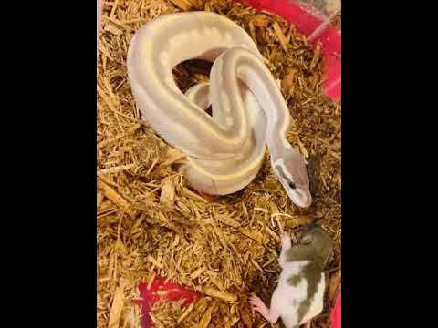 PURPLE BALL PYTHON VS RAT!!! LIVE FEEDING!!!! PURPLE SNAKE VS RAT - YouTube