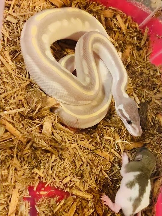 PURPLE BALL PYTHON VS RAT!!! LIVE FEEDING!!!! PURPLE SNAKE VS RAT - YouTube