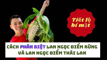 3 điều người chơi lan Ngọc điểm chắc chắn phải biết rõ| Phân biệt hàng rừng và thái