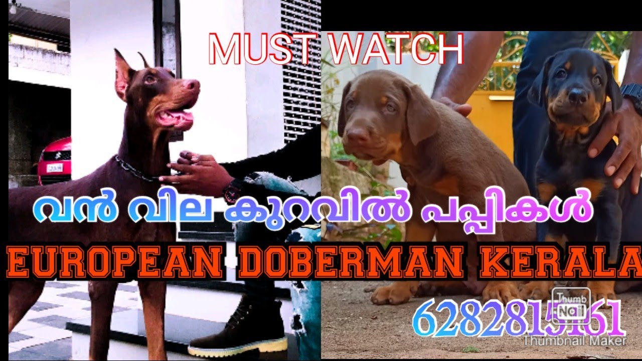 EUROPEAN DOBERMAN KERALA Doberman Malayalam Top Quality Doberman