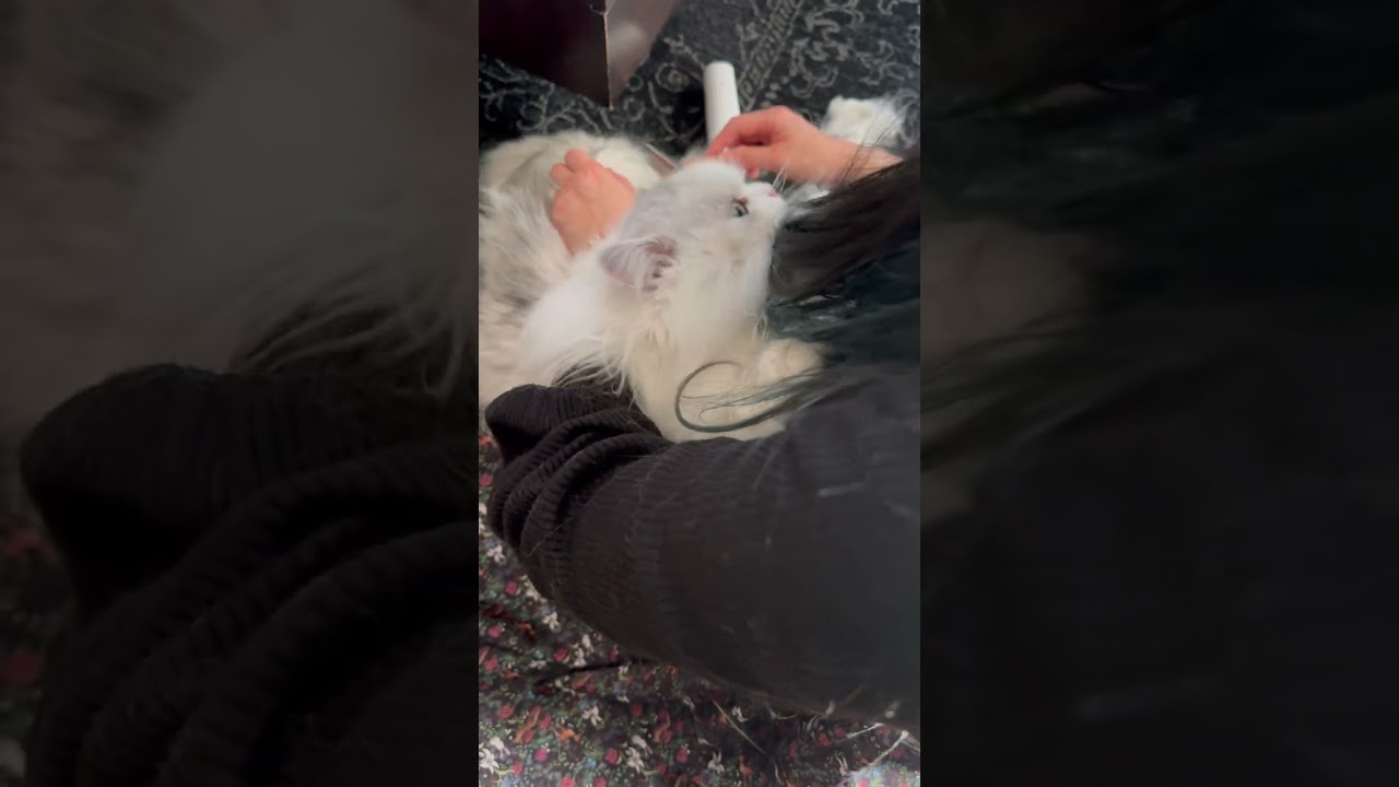 ブラッシングしてたら毛づくろいで返してくれる猫　#猫のいる暮らし #ねこ