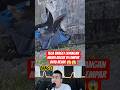 Sayang banget layangan besar di lempar pakai batu #shorts #reactionvideo #react #eldanboy