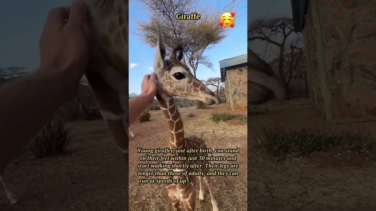 Amazing Giraffe Calves: Quick Learners of the Wild!