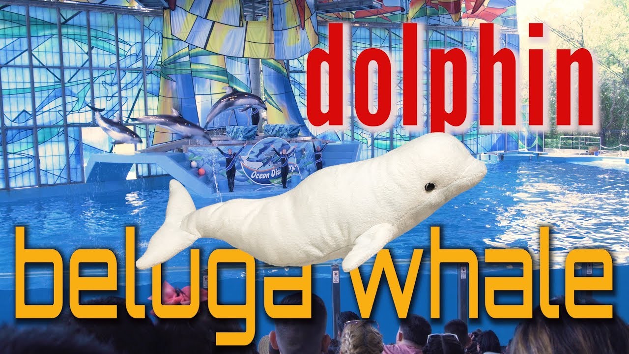 Seaworld Beluga Whale and Dolphin Show Advanced PreK Kids Squeeze and Sweet