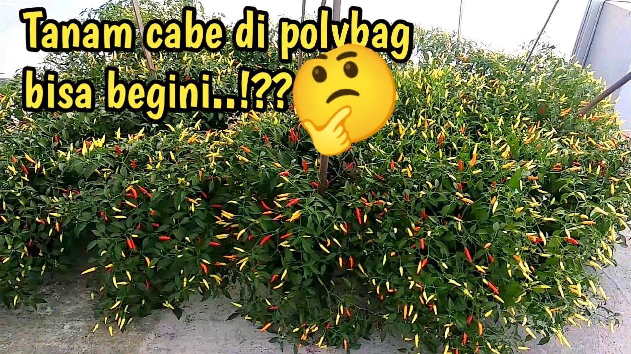 TANAM CABE DI POLYBAG BUAHNYA LUAR BIASA LEBAAAT..!!