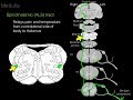 Foundational features of the brainstem