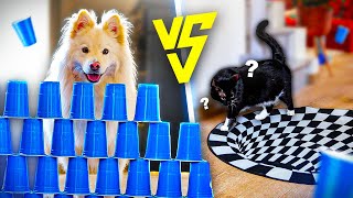 CHIEN VS CHAT ! #2 (Qui est le plus intelligent ?)